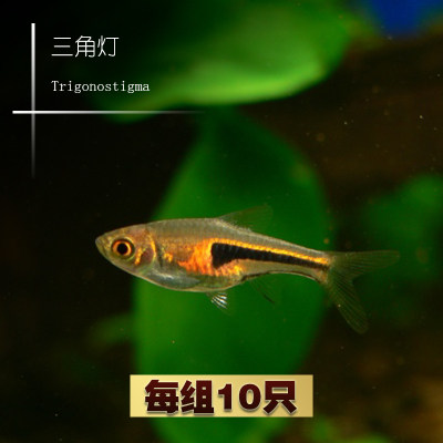 大三角灯鱼紫正三角灯科鱼草缸小型群游鱼热带观赏鱼 活体包活