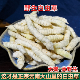 白虫草虫草参正品草石蚕中药材干土冬虫草地蚕土冬虫草泽兰根地参