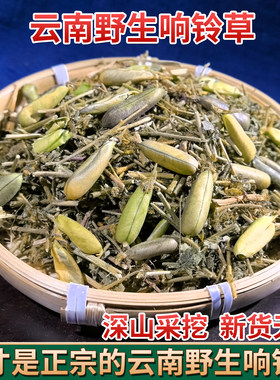 云南野生中药材响铃草 马响铃 假地蓝 狗响铃 野花生肾气草野豌豆