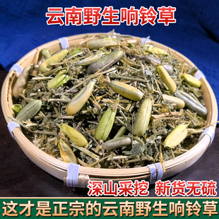 云南野生中药材响铃草 马响铃 假地蓝 狗响铃 野花生肾气草野豌豆
