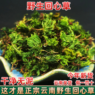 云南野生回心草 大叶藓 铁脚一把伞 茴薪草 中药材今年新鲜晒干净