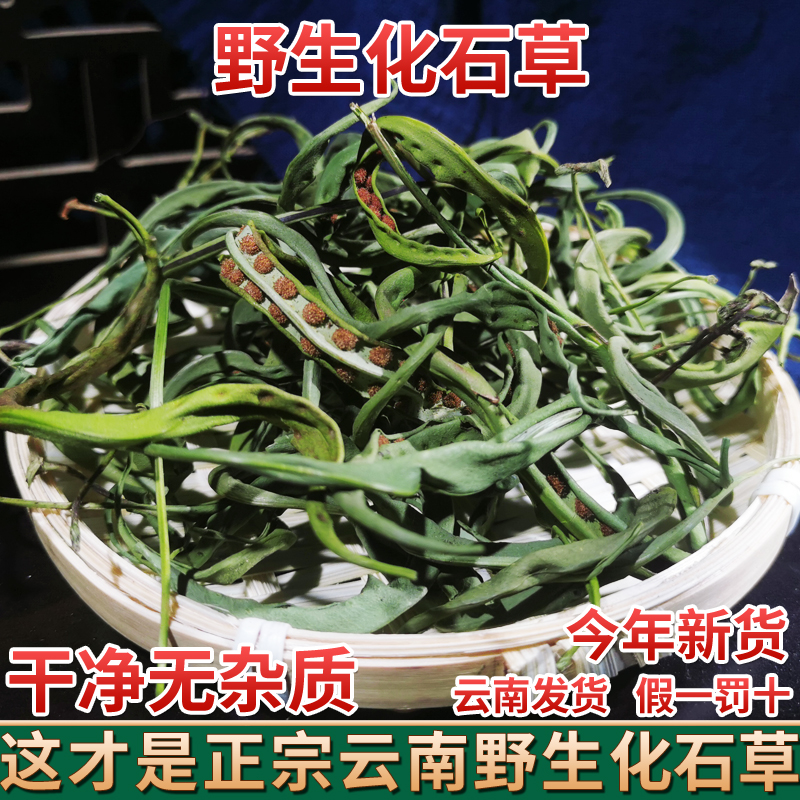 云南野生中药材化石草500g精选特级无硫肾精草中草药黄金草嗷嗷叫