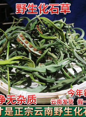 云南野生中药材化石草500g精选特级无硫肾精草中草药黄金草嗷嗷叫