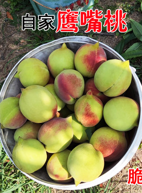 很甜很脆现摘鹰嘴桃9斤产地直发