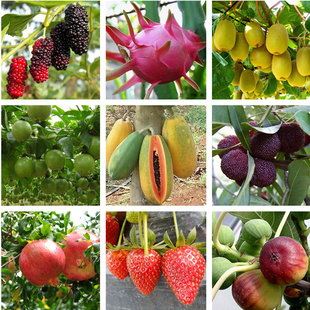 水果树种子杨梅石榴火龙果桑椹百香果木瓜无花果猕猴桃 四季种籽