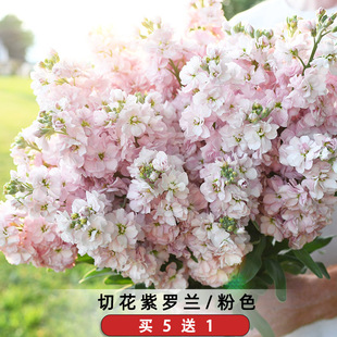 粉色切花紫罗兰种子孑重瓣芳香四桃克草桂花籽阳台室外可盆栽春秋