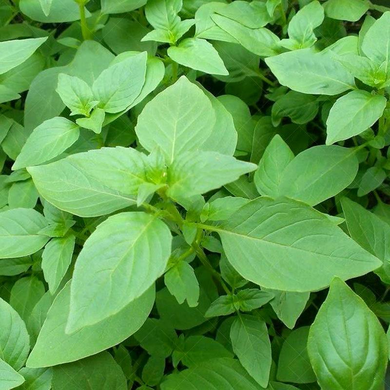 大叶荆芥种子四季简单播种盆栽带土荆芥菜种籽荆棘蔬菜种籽夏季