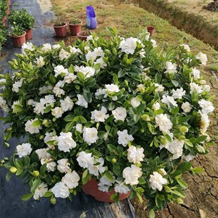 栀子花种子黄栀子山栀大叶栀子树种子盆景盆栽绿色植物当年新采种