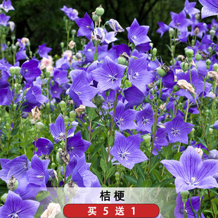 中华桔梗种子宿根包袱花铃铛花籽多年生耐寒室内外阳台盆栽僧帽花