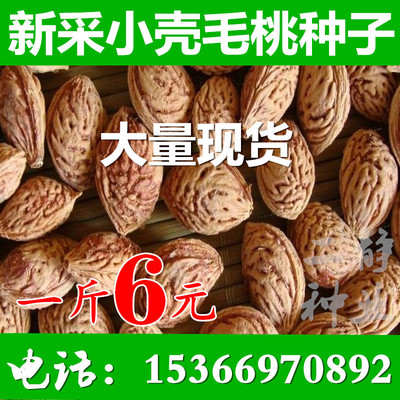 新采毛桃种子 毛桃树 毛桃核 大桃 桃子桃核 桃树核 桃树种子包邮