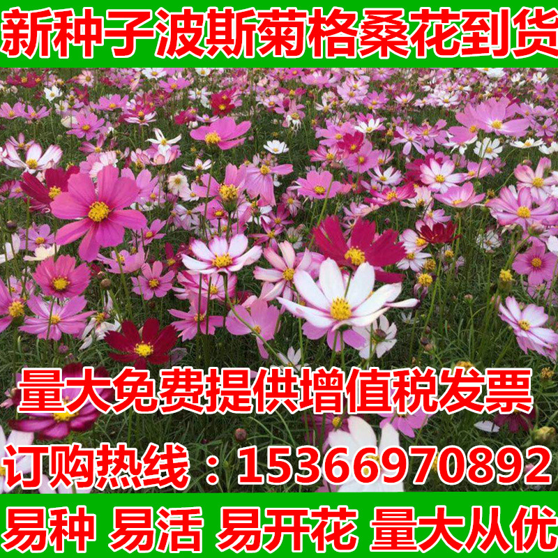 混色波斯菊工程绿化格桑花包邮