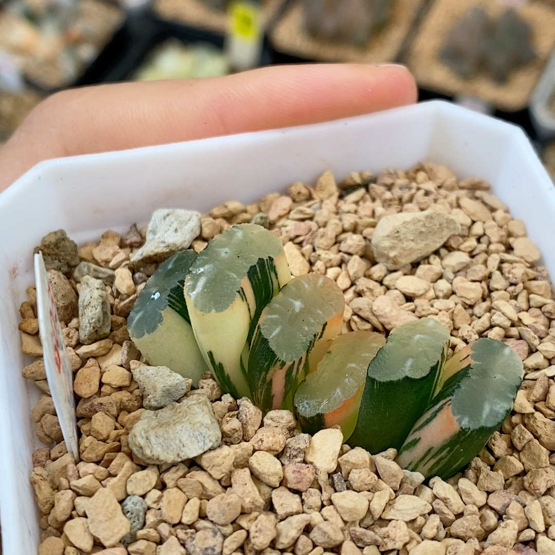 603隼x玄武