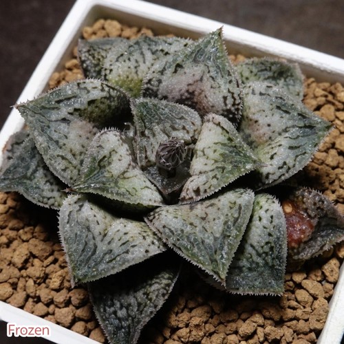 Frozen十二卷多肉植物阳台带盆栽好Haworthia一物一拍瓦苇包邮