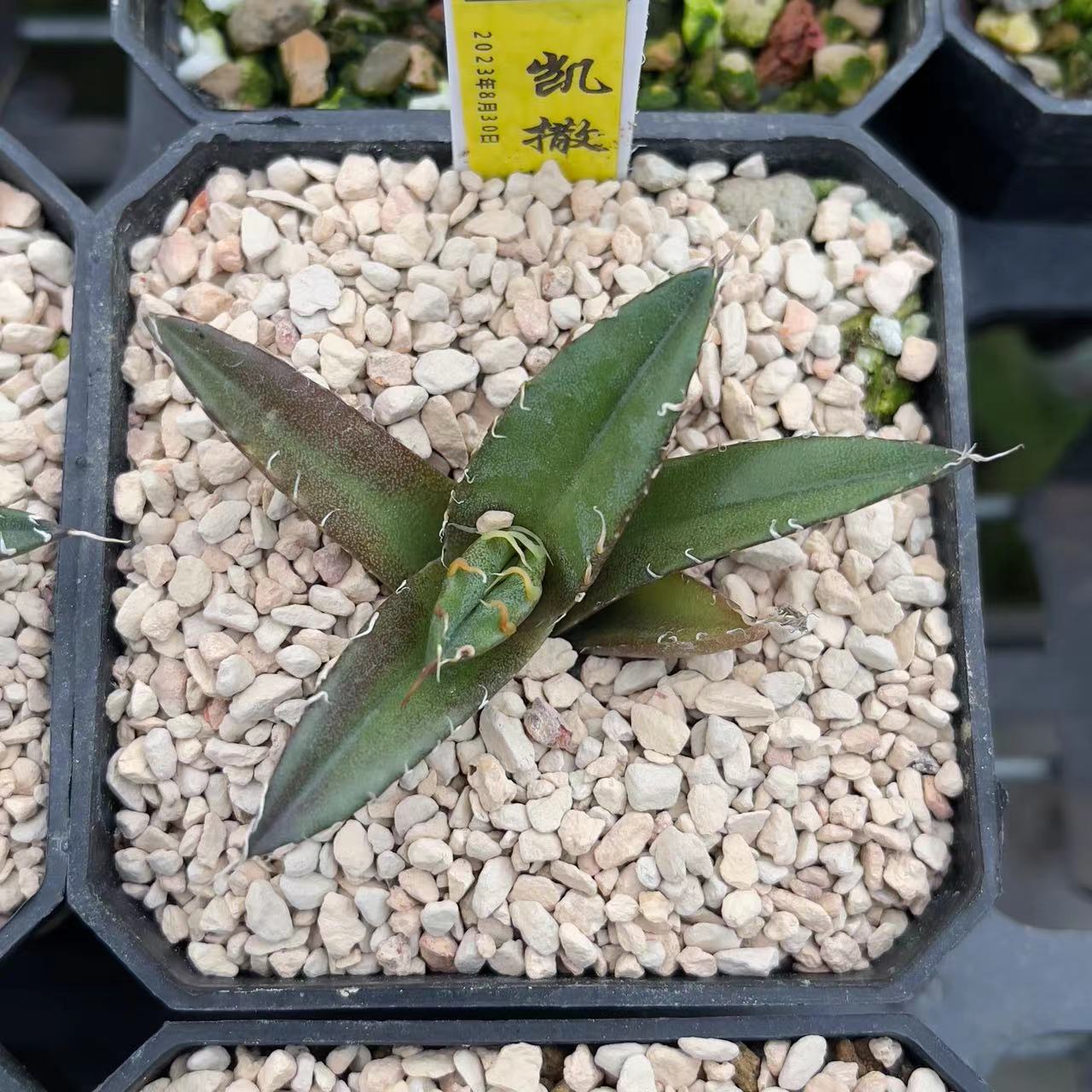 s【凯撒】龙舌兰仁王冠精品多肉植物择优发货满25包邮非偏远