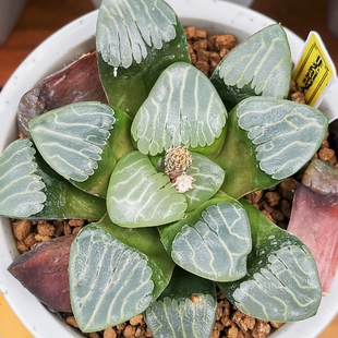 A【F18克里克特寿】十二卷多肉植物Haworthia一物一拍瓦苇包邮