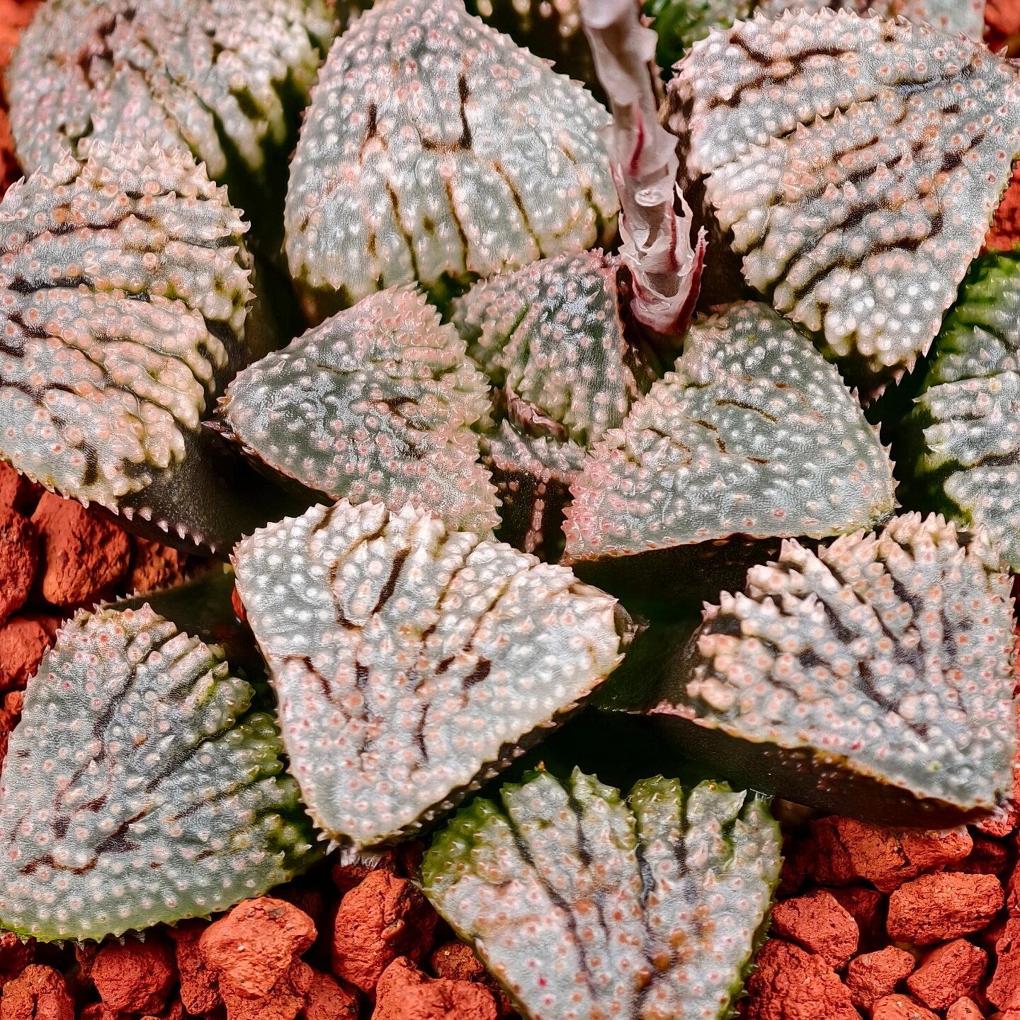 【荆棘】十二卷多肉植物Haworthia 玉扇万象寿一物一拍瓦苇包邮