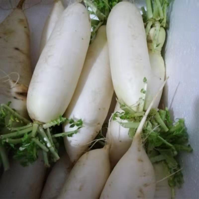 三峡白萝卜现挖现发农家自种新鲜白皮白肉水萝卜泡菜胭脂萝卜