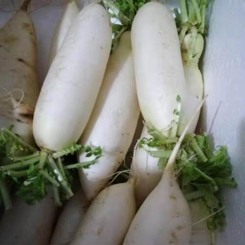 三峡白萝卜现挖现发农家自种新鲜白皮白肉水萝卜泡菜胭脂萝卜