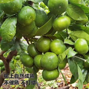 湖北蜜桔新鲜橘子宜昌蜜桔酸薄皮孕妇水果柑橘早熟青皮桔子批发