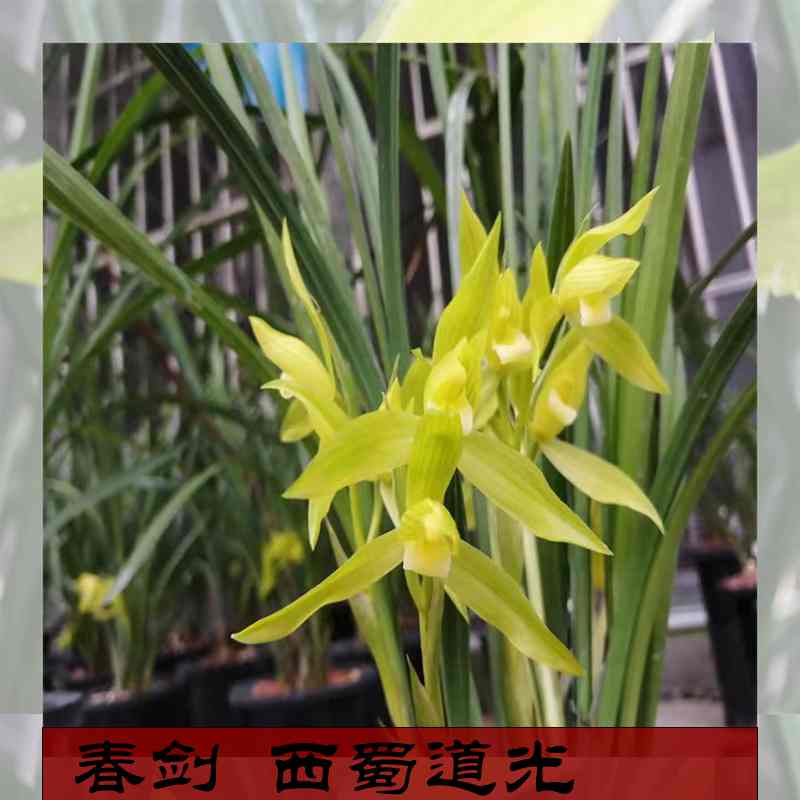 春剑西道光素心兰花苗