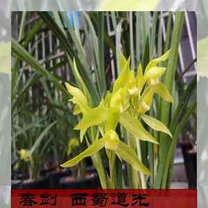 春剑西道光素心兰花苗