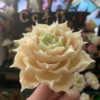 手工多肉永不凋谢蓝丝绒乌木摆件