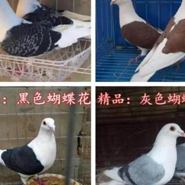 信鸽蝴蝶背火凤凰黄金甲