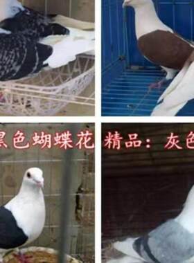 信鸽蝴蝶背火凤凰黄金甲