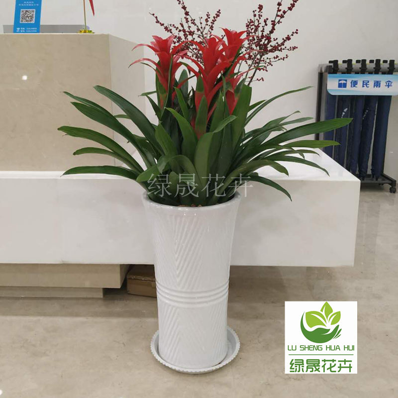 鸿运当头小红星水培凤梨办公室开花植物吸甲醛盆栽四季客厅美观