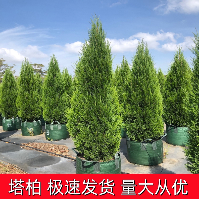 侧柏大量绿植松柏庭院耐寒树塔柏陵园龙柏球行道万年青小树苗扁柏-封面