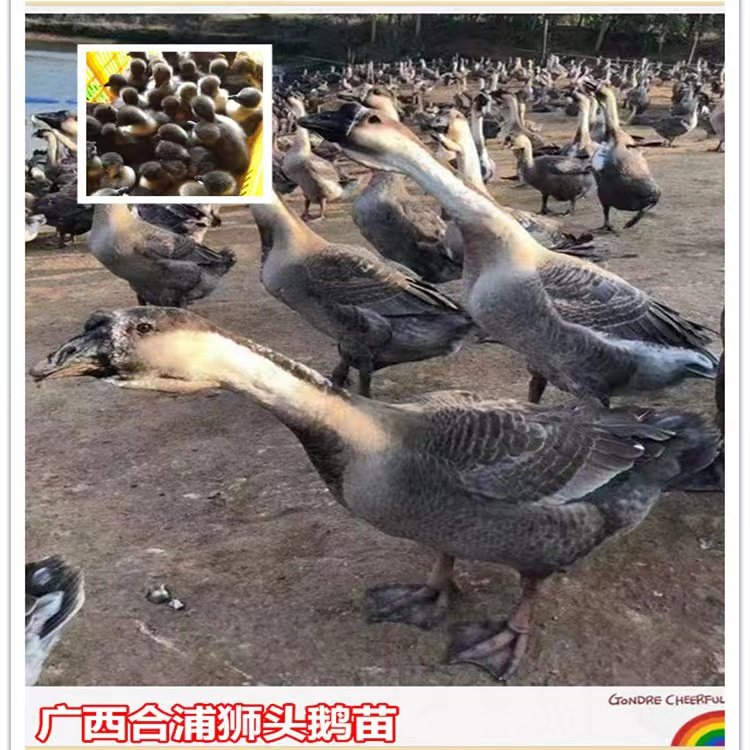 合浦狮头鹅活苗正宗特大种师头鹅灰鹅合浦黑狮子头鹅活体小鹅幼仔
