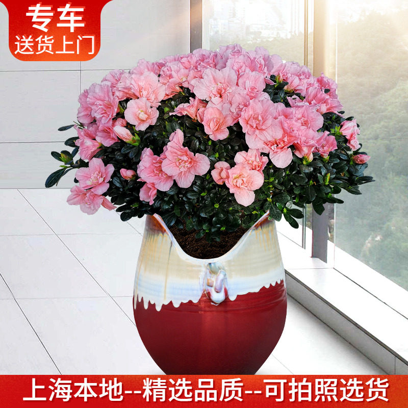 带花0.5-0.8米粉色杜鹃花盆栽 花期长映山红阳台庭院植物年宵花卉