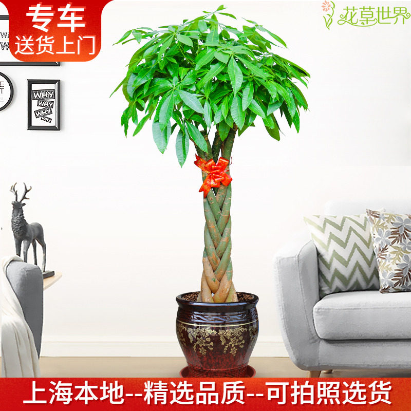 五辫发财树盆栽 室内办公室绿化 开业乔迁送礼植物 上海送货上门,鲜花速递/花卉仿真/绿植园艺,大型绿植/成品组合盆栽,淘宝优惠券,粉丝福利购,淘宝优惠卷