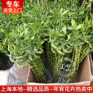 水培龙竹富贵竹带根非常好养四季常青室内绿植物花卉上海送货上门