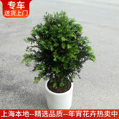 大型红豆杉盆栽 天然空气净化器 卧室户外阳台耐晒耐严寒