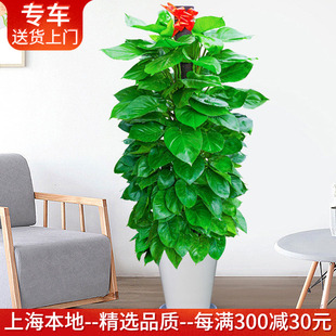 大绿萝柱盆栽净化空气植物好养室内办公室大型绿植客厅卧室耐阴