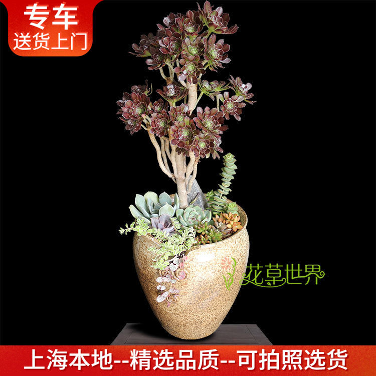 绿植老桩组合群生阳台微景观多肉