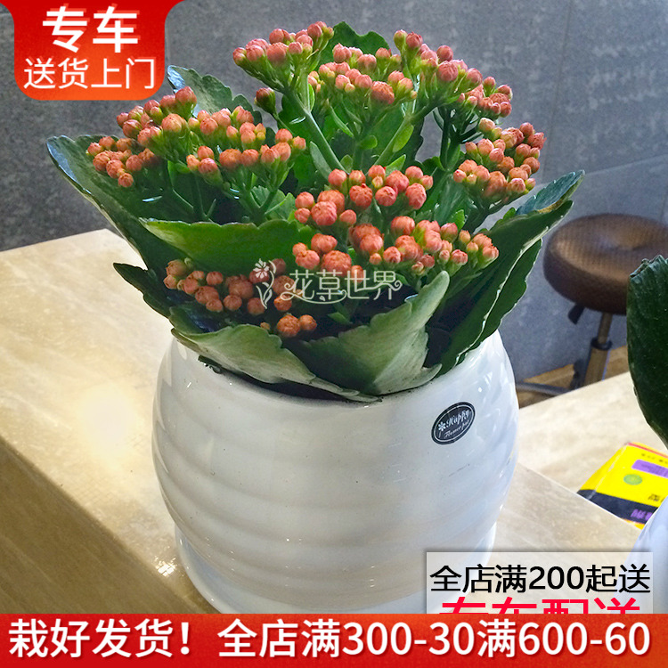 长寿花盆栽 花期长耐干旱 观花植物窗台阳台桌面办公室内花卉绿植