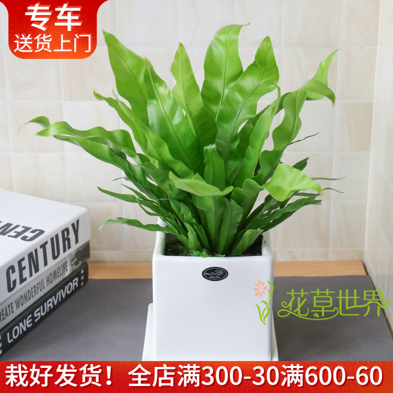 鸟巢蕨盆栽多年生好养办公桌