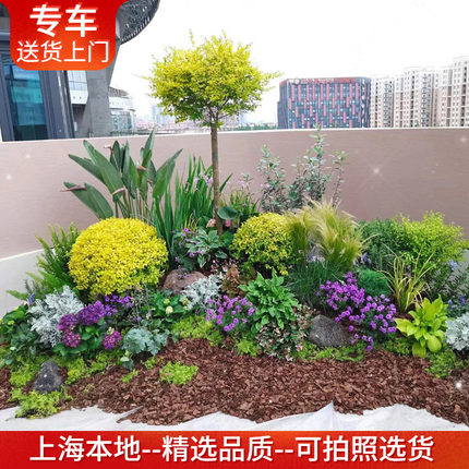 花镜植物组合套餐 包上门种好上海 庭院花园绿植设计搭配别墅造景