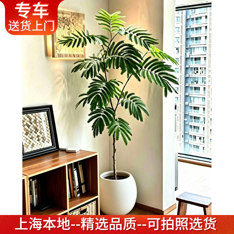 【鲜活真树】密叶猴耳环盆栽大型网红绿植好养室内办公室常绿植物