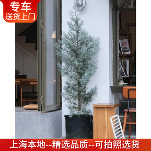 蓝冰柏盆栽耐寒耐晒四季常绿松柏树阳台庭院造景花镜植物圣诞树