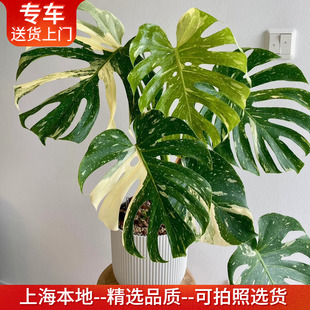 白锦龟背竹洒金龟背竹盆栽阴阳白龟 热植网红植物室内桌面绿植
