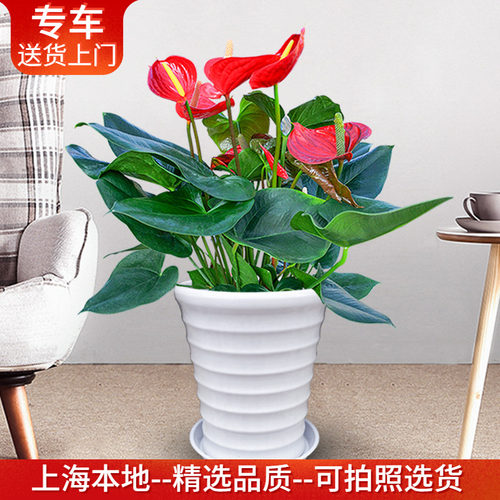 红掌粉掌盆栽办公室绿植开花植物