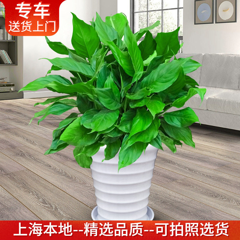 万年青盆栽非常好养极耐阴绿植室内四季常绿中型植物上海送货上门,鲜花速递/花卉仿真/绿植园艺,大型绿植/成品组合盆栽,淘宝优惠券,粉丝福利购,淘宝优惠卷