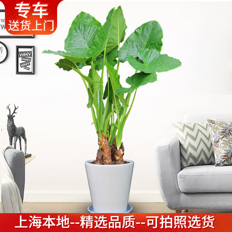 滴水观音盆栽霸王芋大型植物净化空气室内绿植办公室客厅阳台绿化