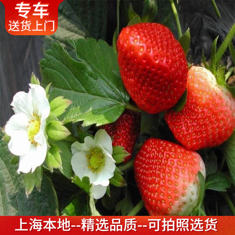 草莓盆栽 可食用带果带花出售 多年生草本植物室内阳台窗台