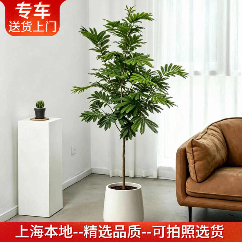 【鲜活真树】密叶猴耳环盆栽大型网红绿植好养室内办公室常绿植物