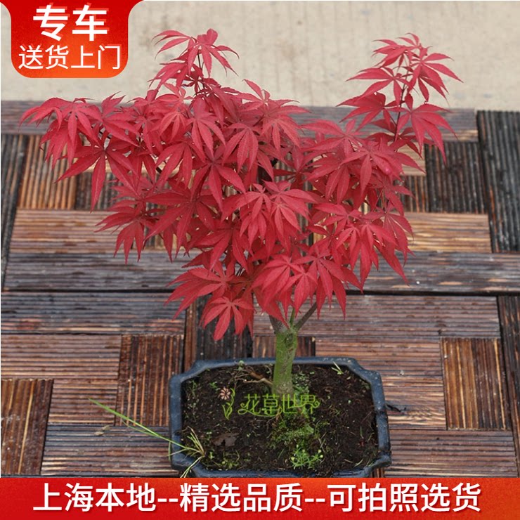 红枫树盆景树桩黄金枫雪松六月雪阳台窗台庭院观叶盆栽红叶子植物
