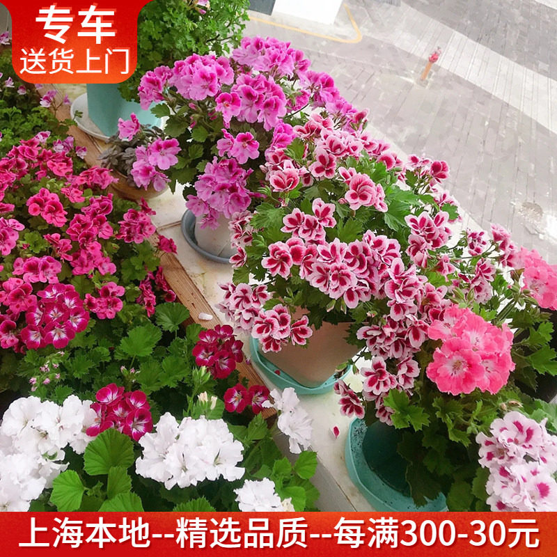 天竺葵盆栽 带花出售四季花期长阳台窗台庭院绿植花卉 多年生植物